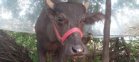 थंबनेल 2