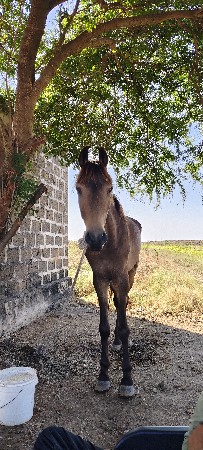 ઘોડો વેચવાનો છે