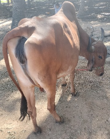 થંબનેલ 2