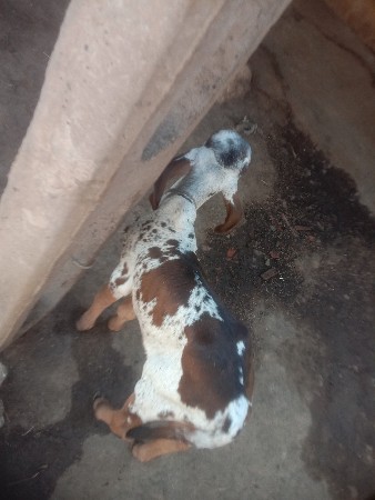 વાસડો વેચવાનો છે