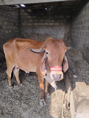 ગીર ગાય વેચવાની છે