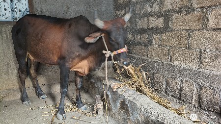 ગાય વેચવાની છે