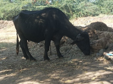 થંબનેલ 2