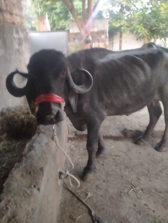 ભેંશ વેશવાનીછે