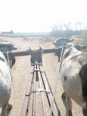 વેચવાના  છે