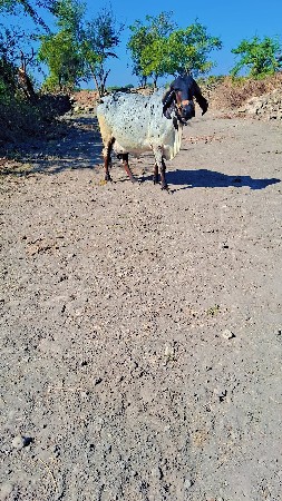 थंबनेल 3