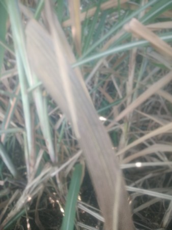 Ghash। Sara Ma serdi devani se