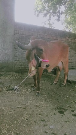 थंबनेल 2