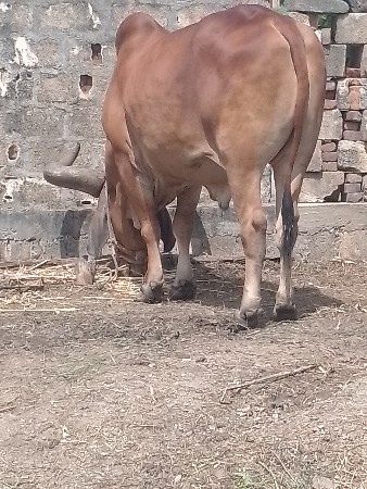 થંબનેલ 2