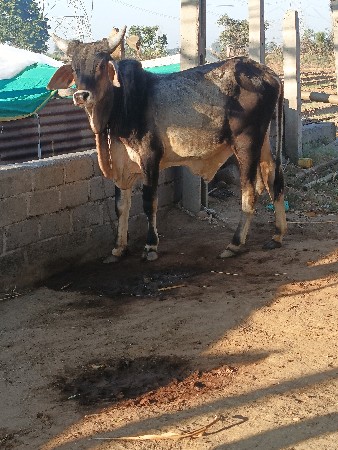 थंबनेल 2