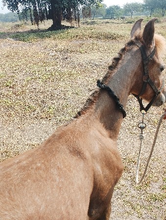 થંબનેલ 3