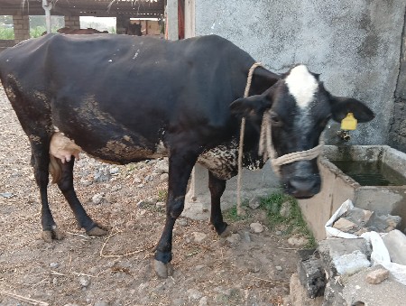 થંબનેલ 2