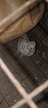 थंबनेल 3