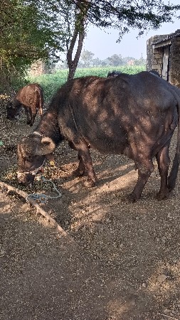 थंबनेल 3