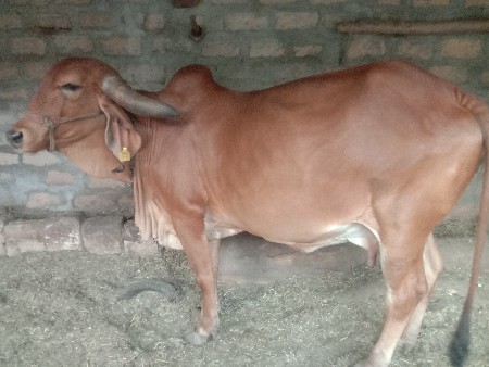 ગાય વેચવાની છે