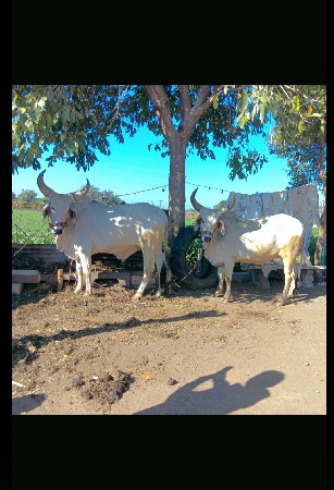 थंबनेल 3