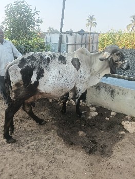 1 ગાય 1 વાસડી વેચવા ની છે