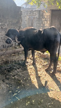 પાડો વેસવાનો છે