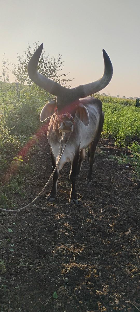 બળદ વેચવાના છે