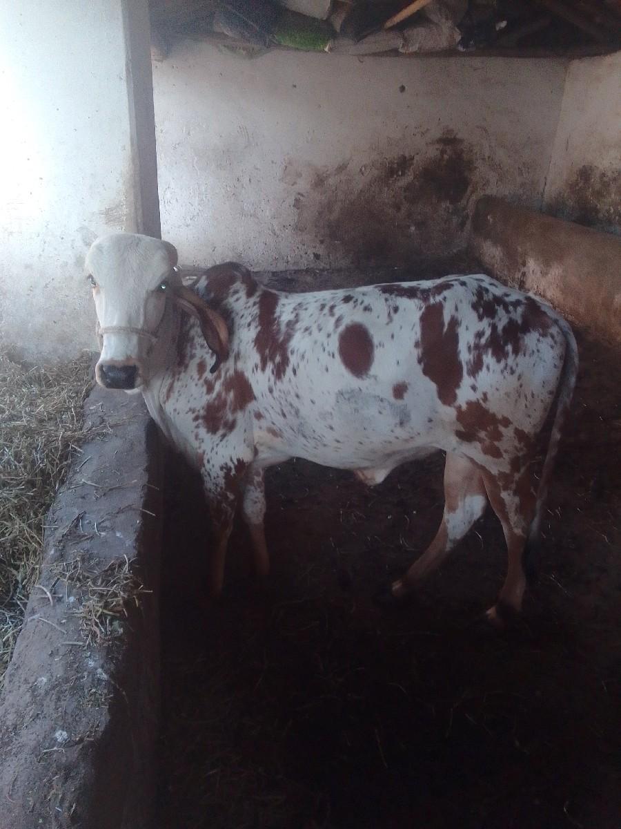 થંબનેલ 3