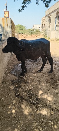 થંબનેલ 2