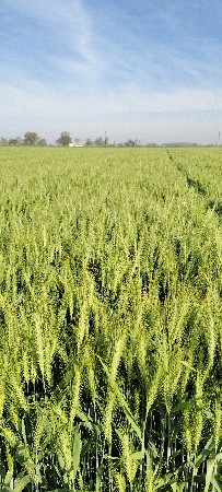 જમીન લેવા તેમજ દેવા માટે