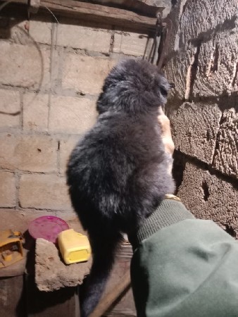 ડોગ વેચવાના છે