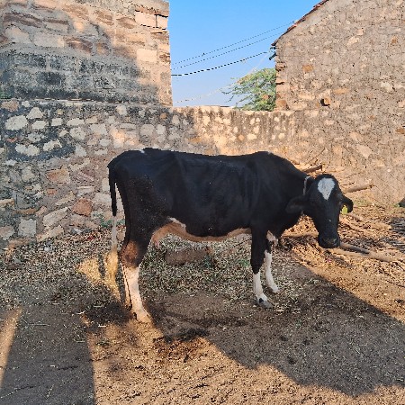 થંબનેલ 2