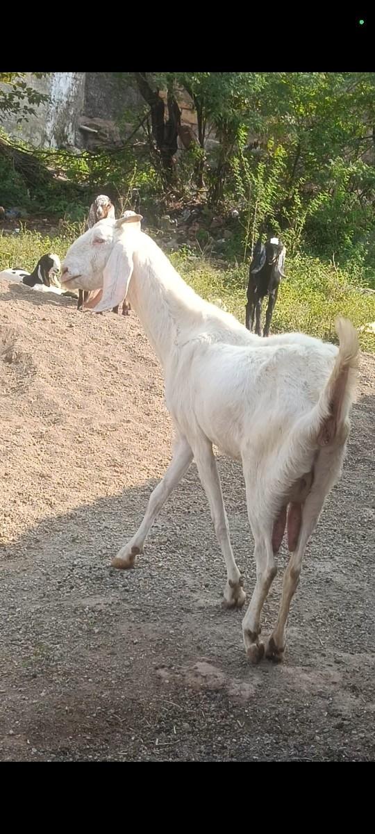 પ્યૂર ગુલાબી બકરી.
