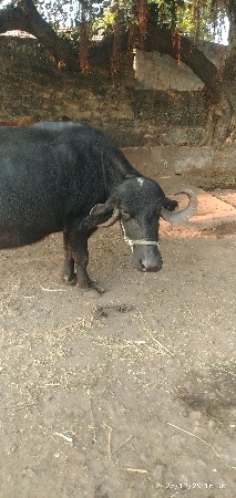 આ ભેંસ વેચવાની છે