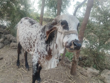 थंबनेल 3