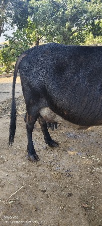 थंबनेल 3