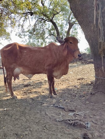 थंबनेल 2