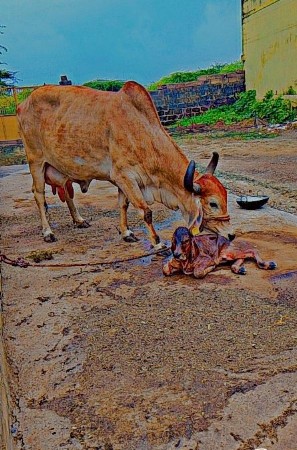 ગાય વેસવાનીસે