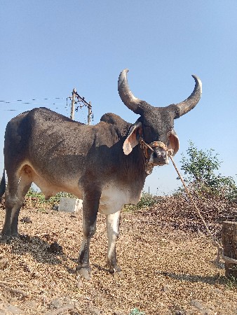 ગોઢલ વેચવાનાછે