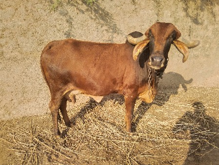 થંબનેલ 3