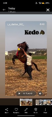 ઘોડો વેચવાનો છે