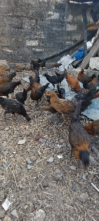 દેશી મૂરઘી