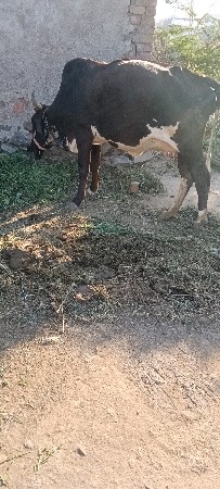 થંબનેલ 2