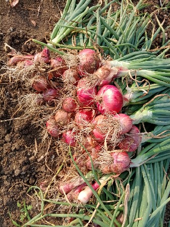 લાલ પતિ ડુંગળી વેચવાની છે