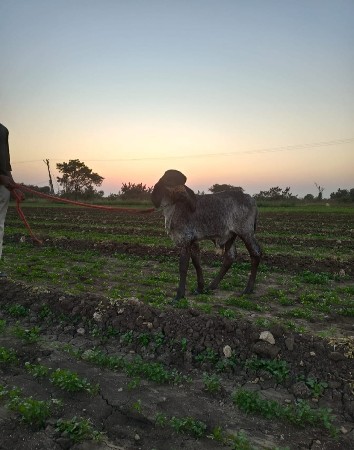 થંબનેલ 2