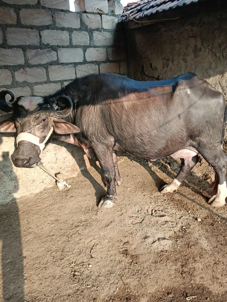 થંબનેલ 3