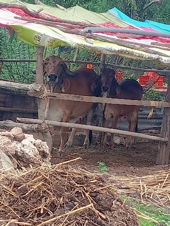 थंबनेल 3