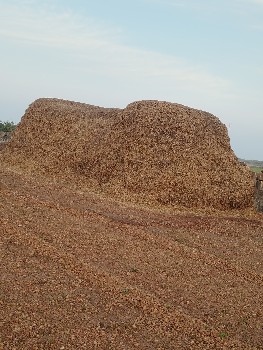 માંડવી નો ચારો