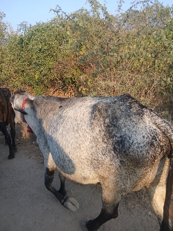 gay  biju vetar 15 divasni var