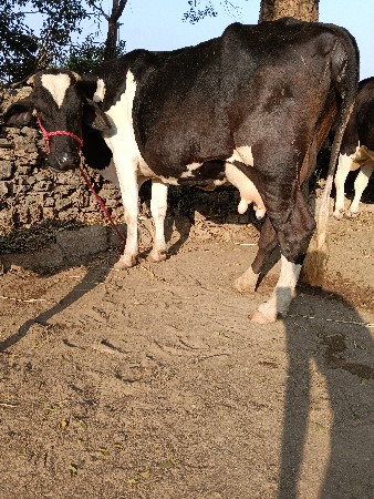 થંબનેલ 3