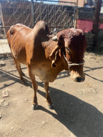 ઘોડી અથવા ઘોડા સાથે સાટા કરવાના છે