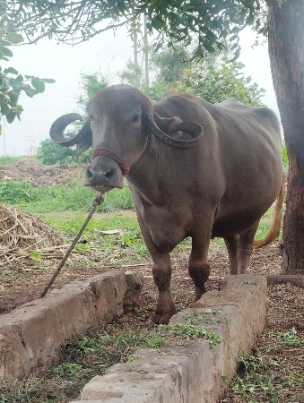 थंबनेल 2