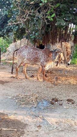 थंबनेल 3