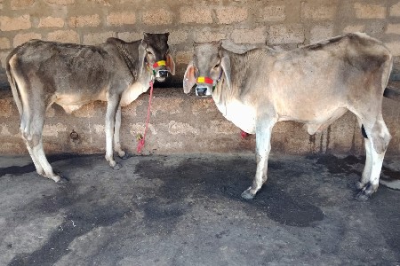 ગોઢલા છે